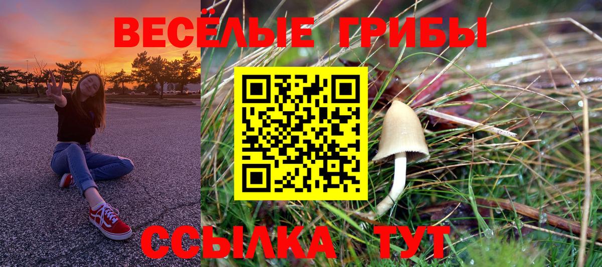 Псилоцибиновые грибы Psilocybe Кинель